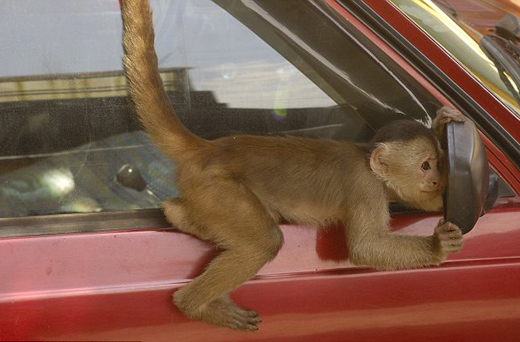 monkey